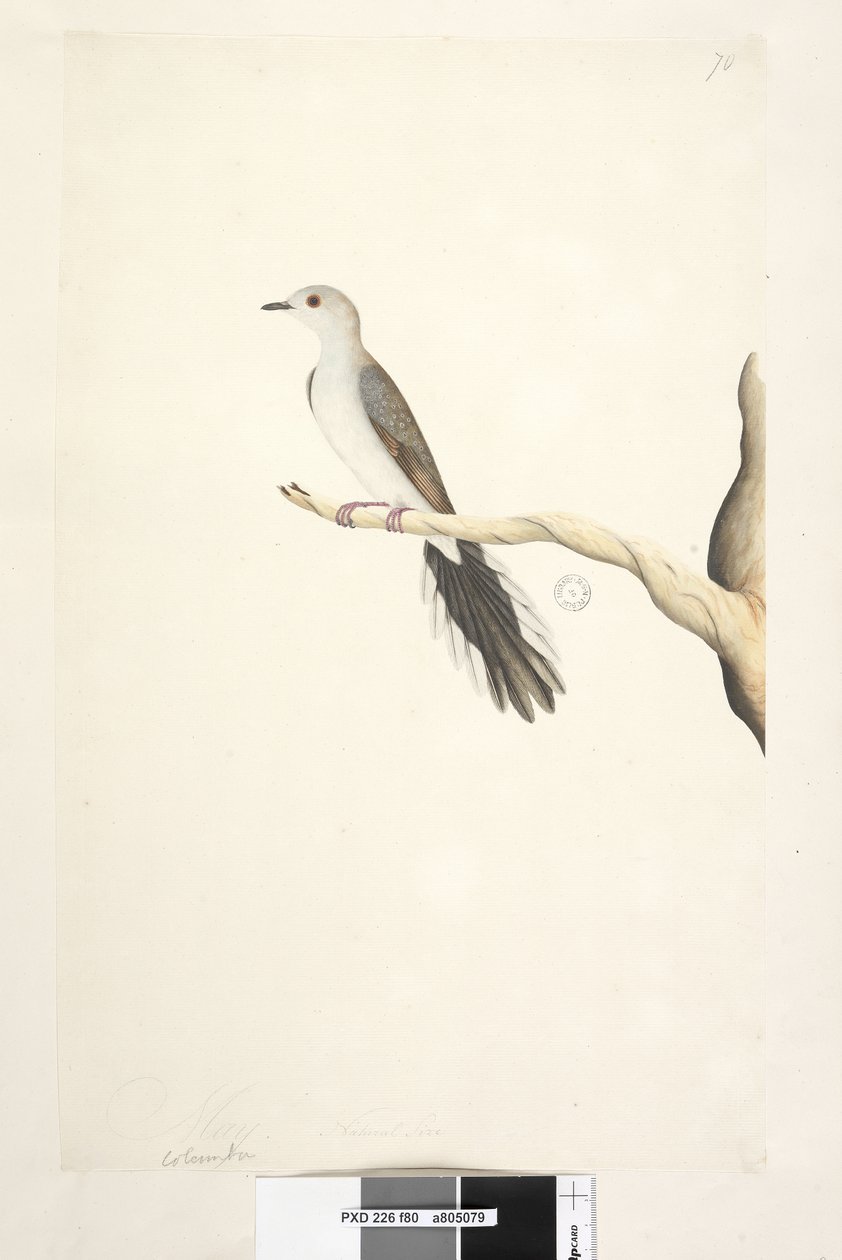 Seite 80. Columba. Natürliche Größe. Diamanttaube Geopelia cuneata von Unknown artist