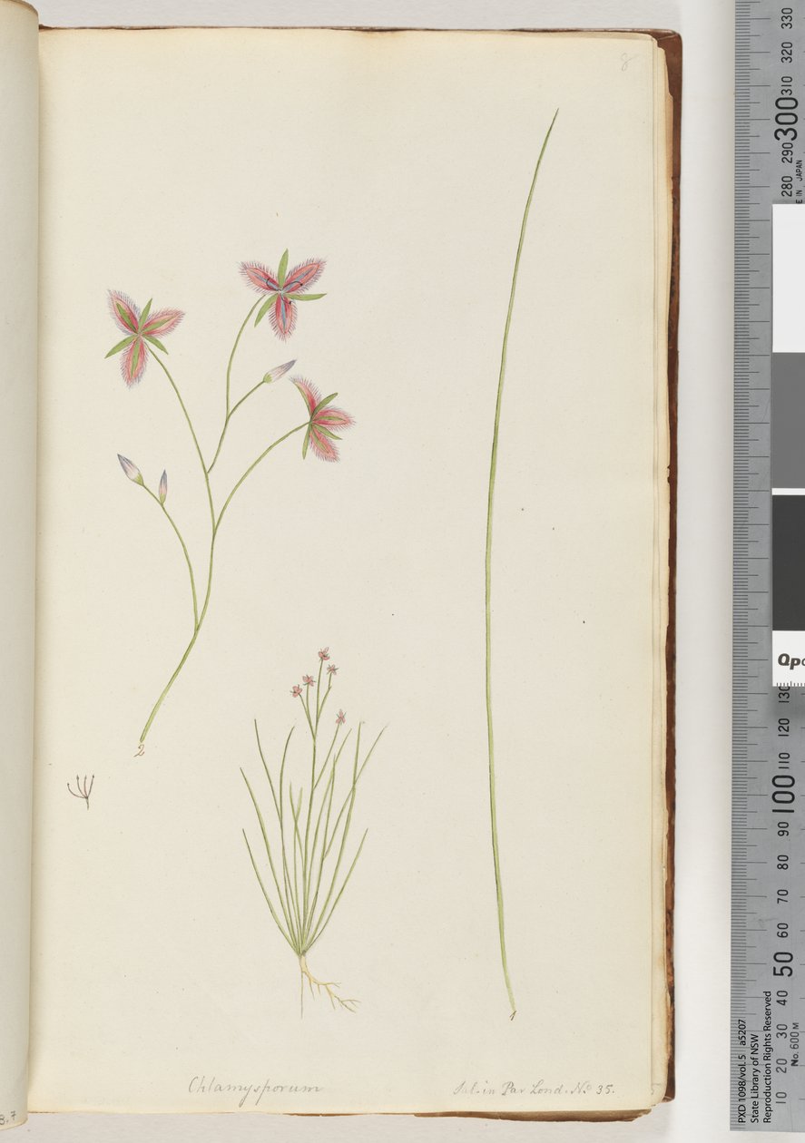 Seite 8. Chlamysporum Sal. in Par Lond. Nr. 35 von Unknown artist