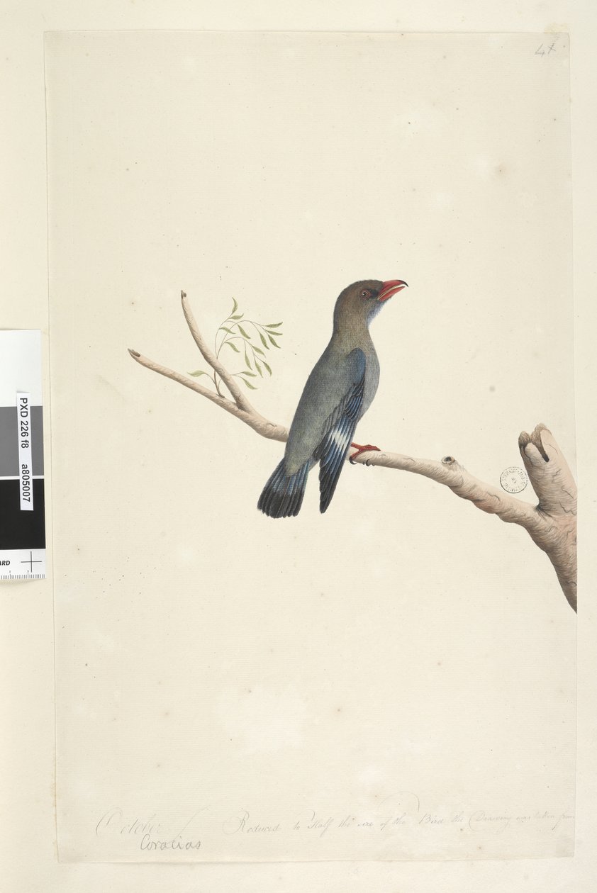 Seite 8. Coraciae. Oktober. Auf halbe Größe reduziert. Dollarvogel Eurystomus orientalis von Unknown artist
