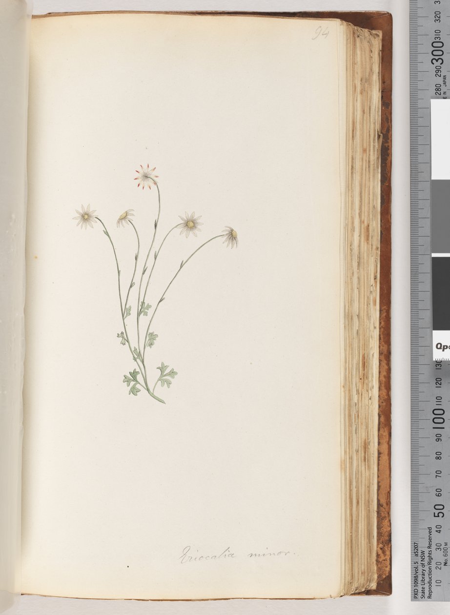Seite 94. Eriocalia minor von Unknown artist