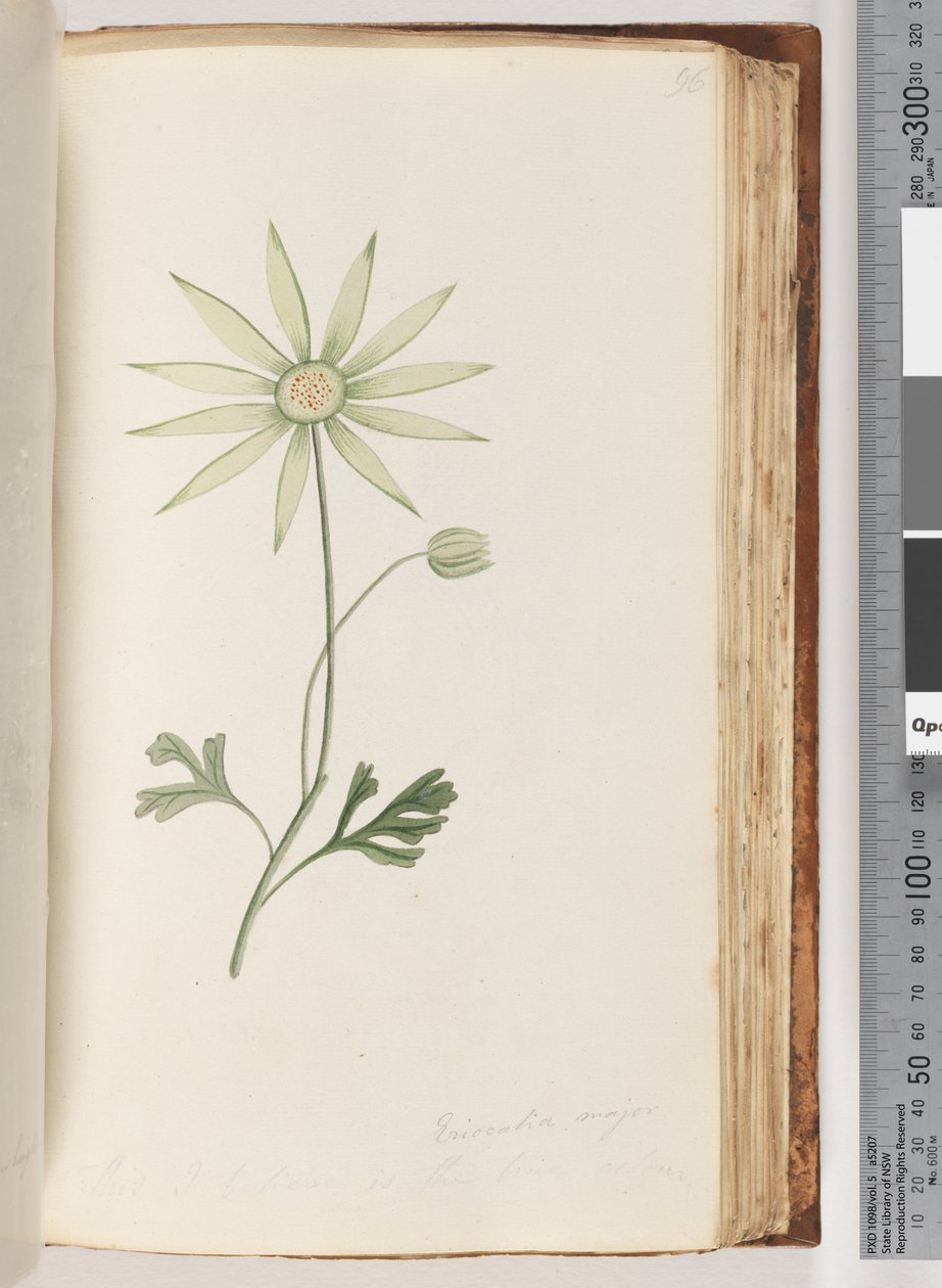 Seite 96. Eriocalia major. Dies ist, glaube ich, die wahre Farbe von Unknown artist