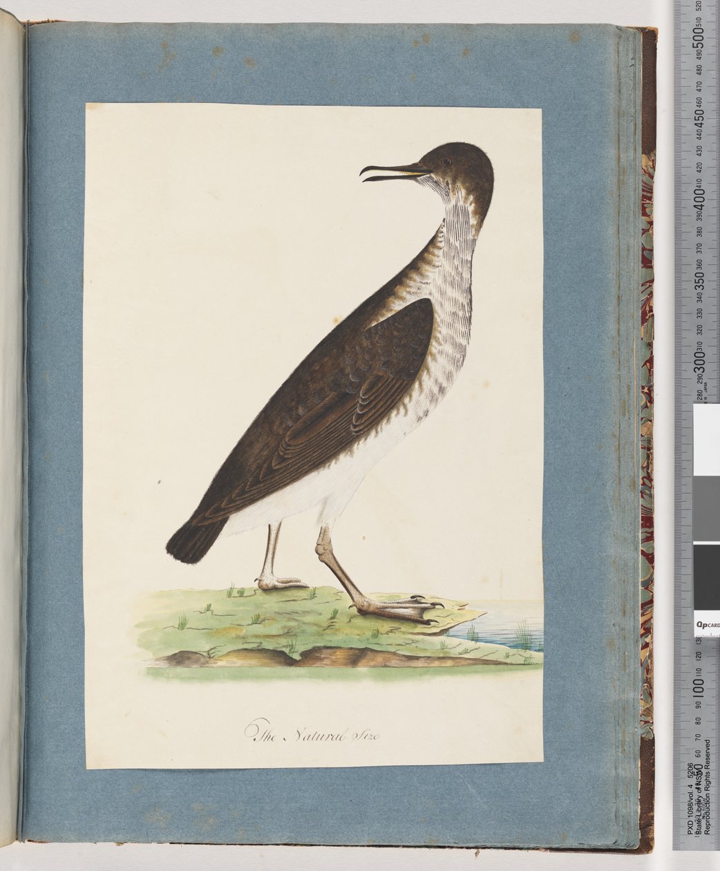 Seite 96. Unidentifizierter Vogel von Unknown artist