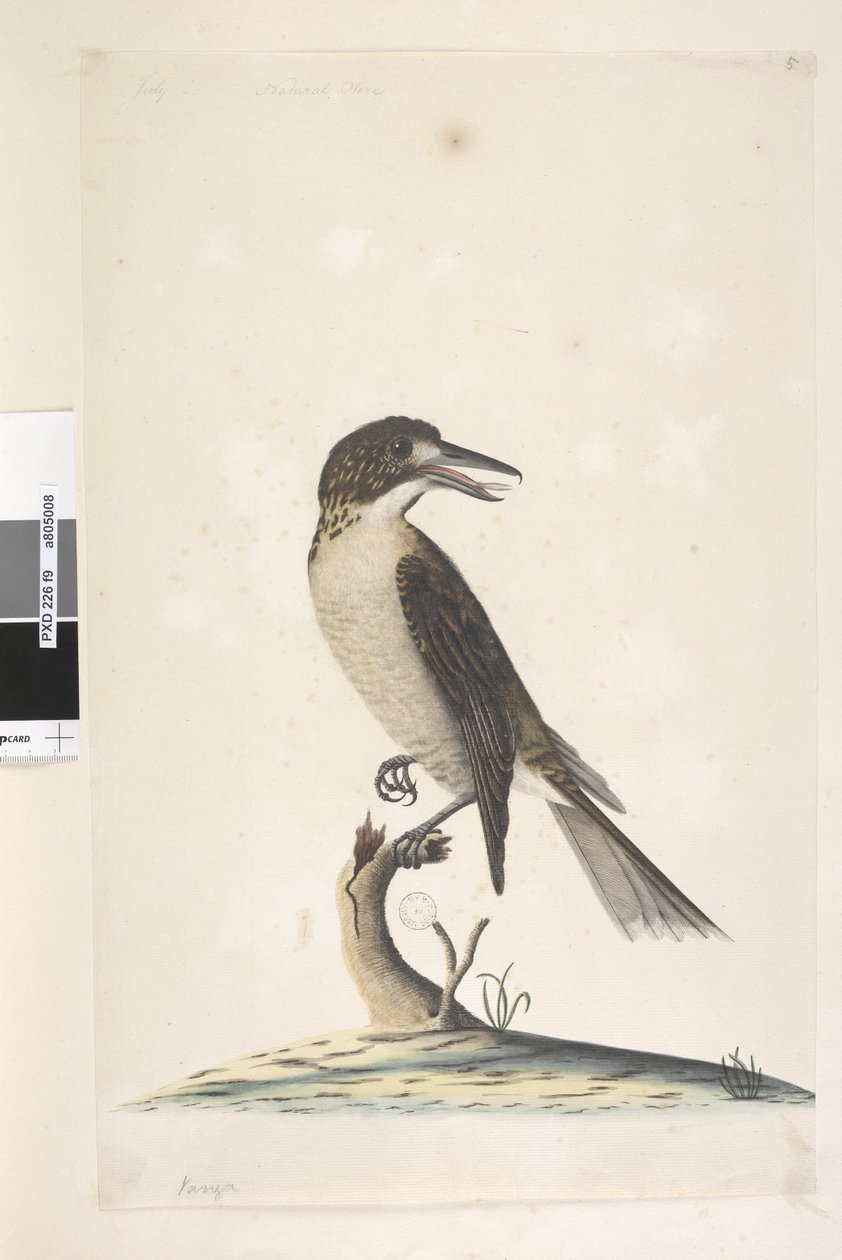 Seite 9. Vanga. oben links in anderer Hand Juli, natürliche Größe Grauer Metzger, Vogel Cractius torquatus weiblich, 1791-92 von Unknown artist