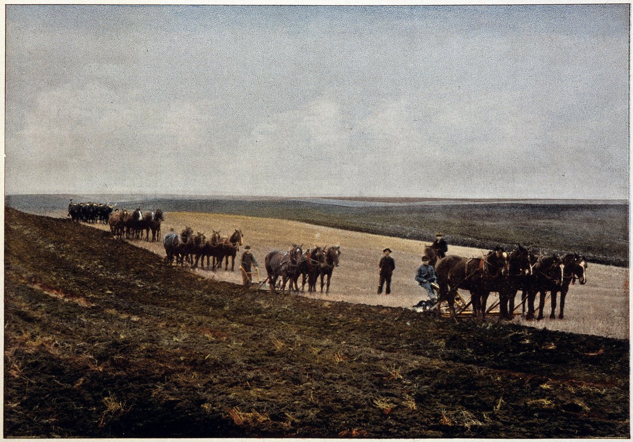 Pflügen in den Manitoba-Ebenen (Kanada), Ende 19. Jahrhundert von Unknown artist