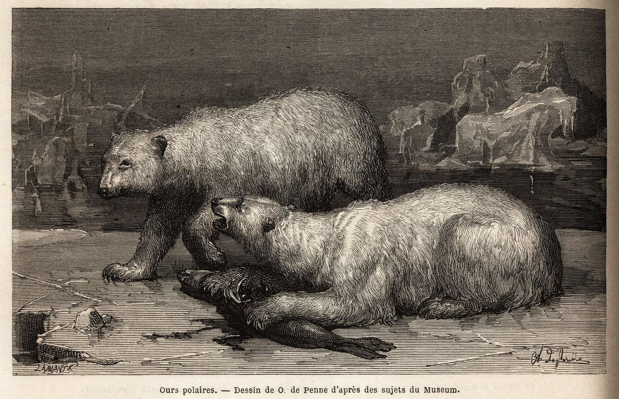 Eisbären auf dem Packeis, die eine Robbe schlagen, die sie gerade gefangen haben. Illustration der Reise zum freien Meer des Arktischen Pols, von Dr. Hayes, Chirurg der US-Marine, 1860-1862, veröffentlicht in "Le tour du monde, nouveau journal des voyages" von Unknown artist