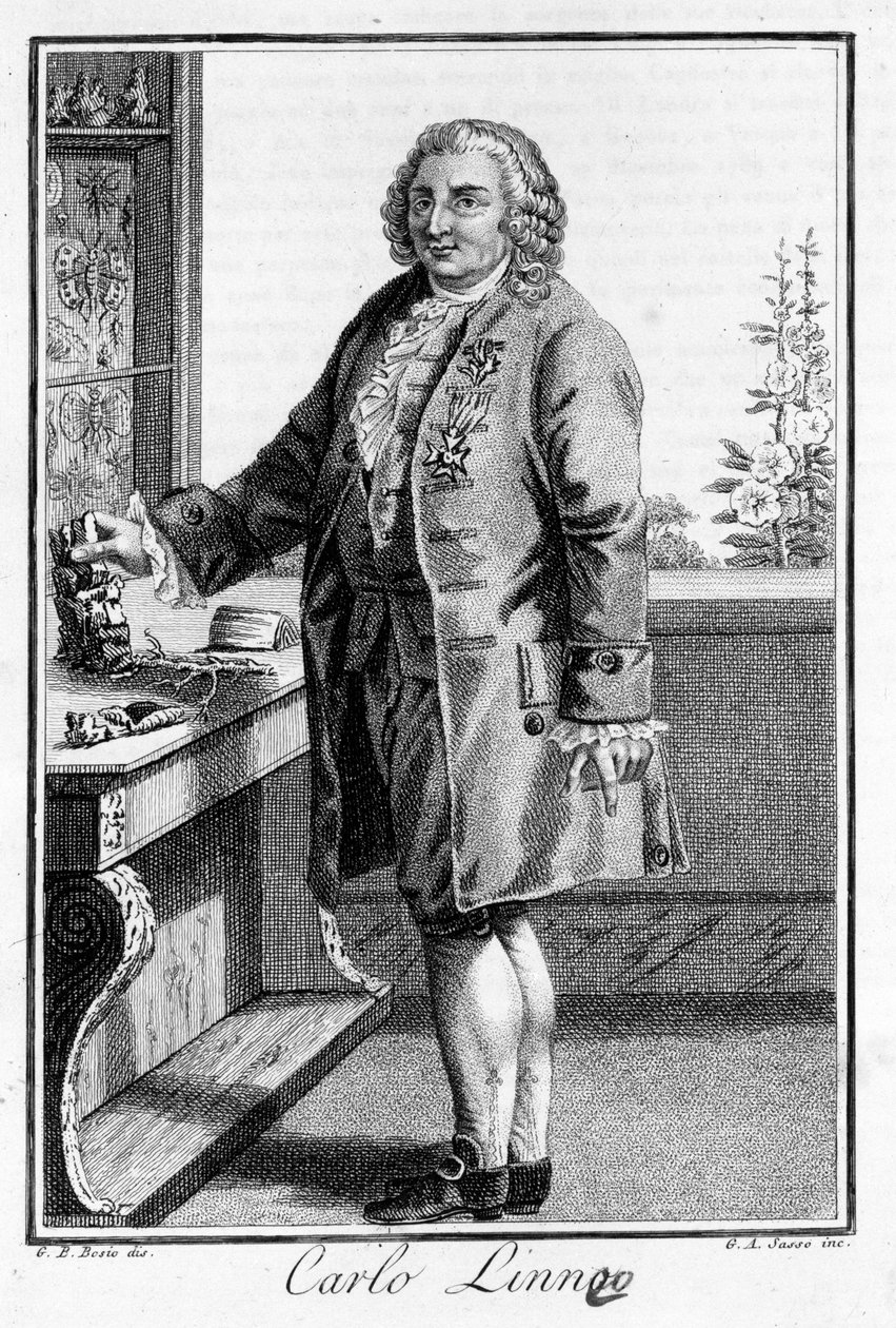 Porträt von Carl von Linné, schwedischer Naturforscher und Schriftsteller (1707 - 1778). Sd. Gravur des 19. Jahrhunderts von Unknown artist