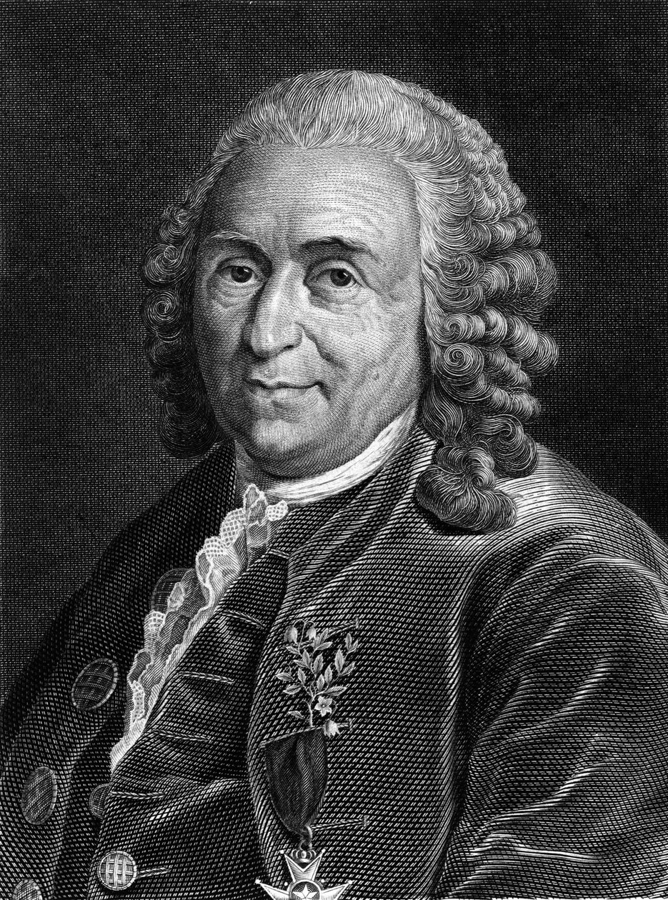 Porträt von Carl von Linné, schwedischer Naturforscher und Schriftsteller (1707 - 1778). Sd. Gravur des 19. Jahrhunderts von Unknown artist