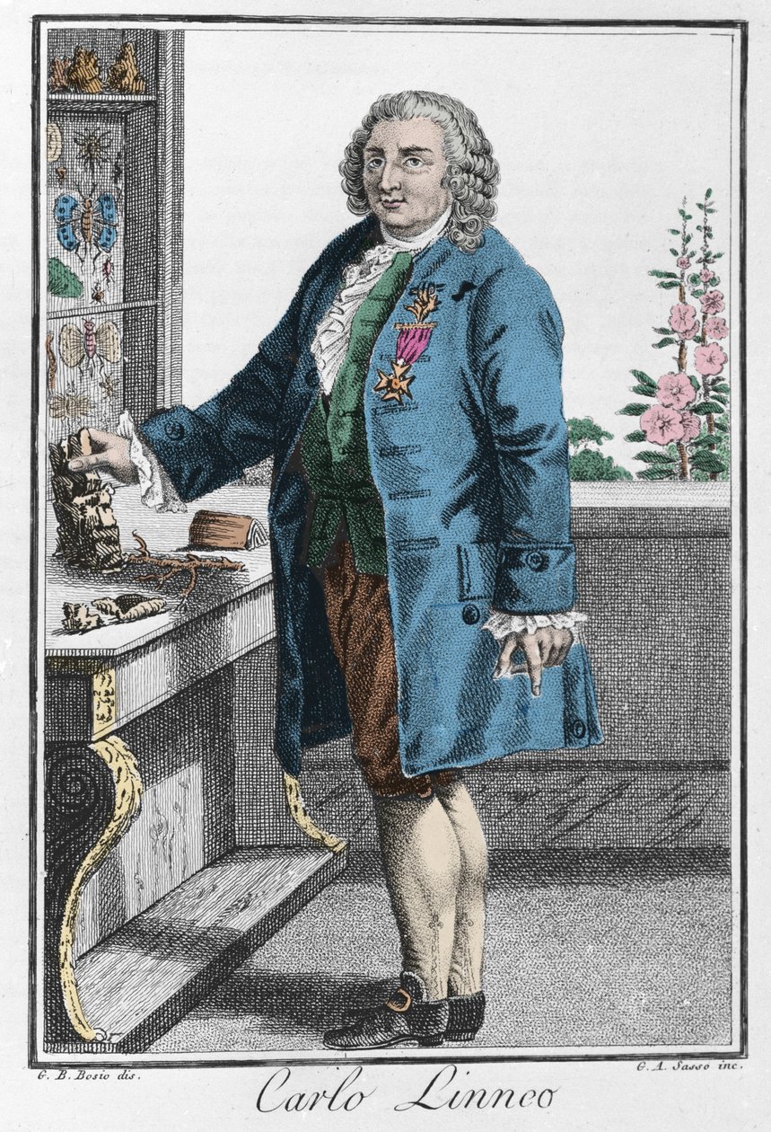 Porträt von Charles Linne (Carl von Linne, Linnaeus) von Unknown artist