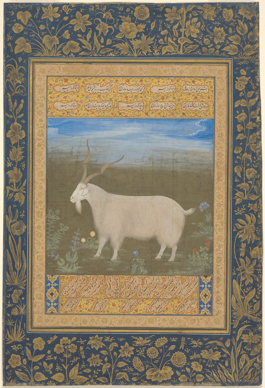 Porträt einer Ladakhi-Bergziege von Unknown artist