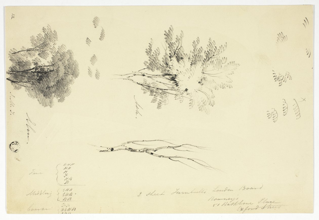 Skizzen von Ulmen und Eschen von Unknown artist