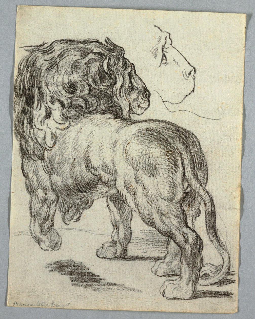 Studie eines Löwen von Unknown artist