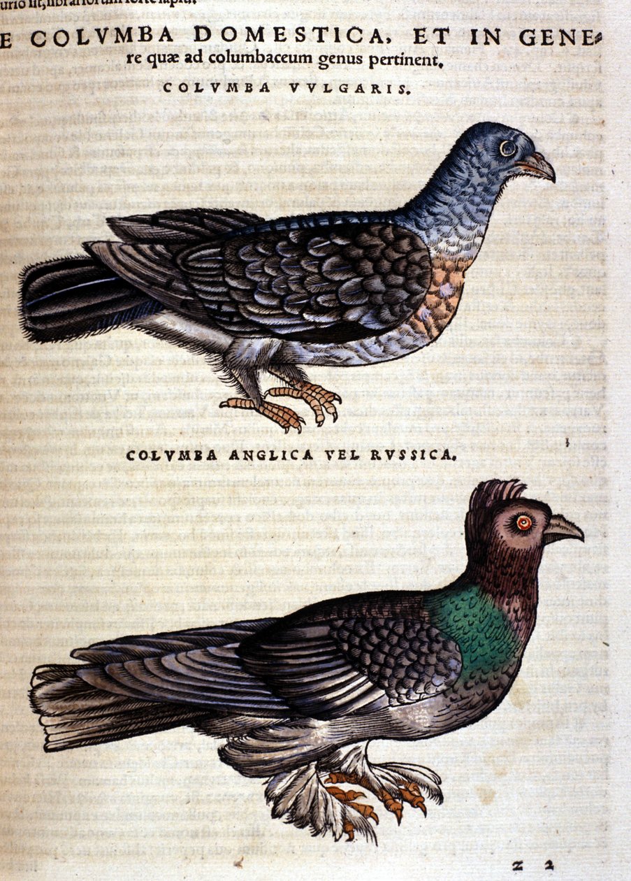 Die Taube nach der Historia Animalium von Conrad Gesner, Tiguri 1560. Biblioteca nazionale Braidense, Mailand von Unknown artist
