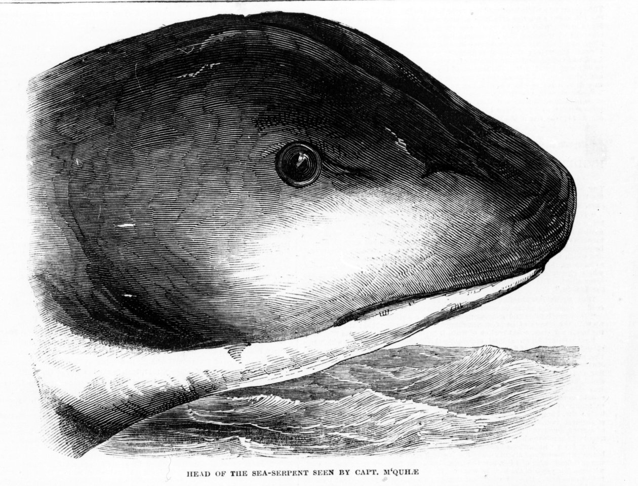 Der Kopf der Riesenseeschlange wurde 1848 von der Besatzung der HMS Daedalus gesichtet. Zeitgenössische Gravur von Unknown artist