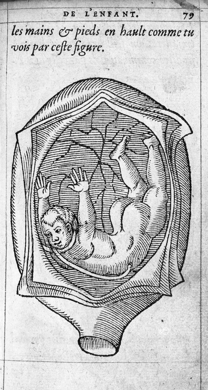Die Position des Fötus im Uterus während der Schwangerschaft. Gravur aus „De la generation des enfants“ von dem französischen Arzt und Chirurgen Ambroise Paré (1509-1590) 16. Jahrhundert von Unknown artist