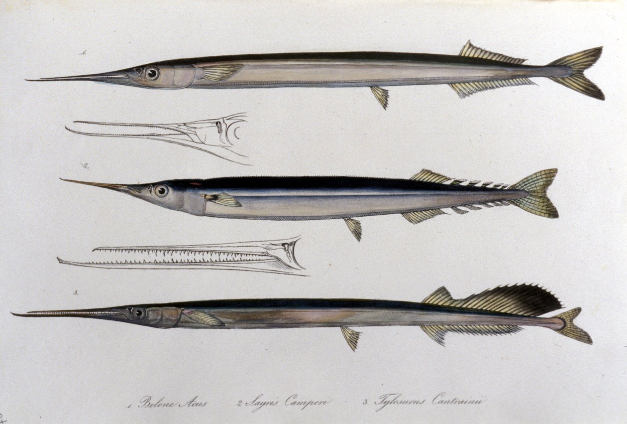 Die Meeresnadel. Naturgeschichtstafel. 19. Jahrhundert. von Unknown artist