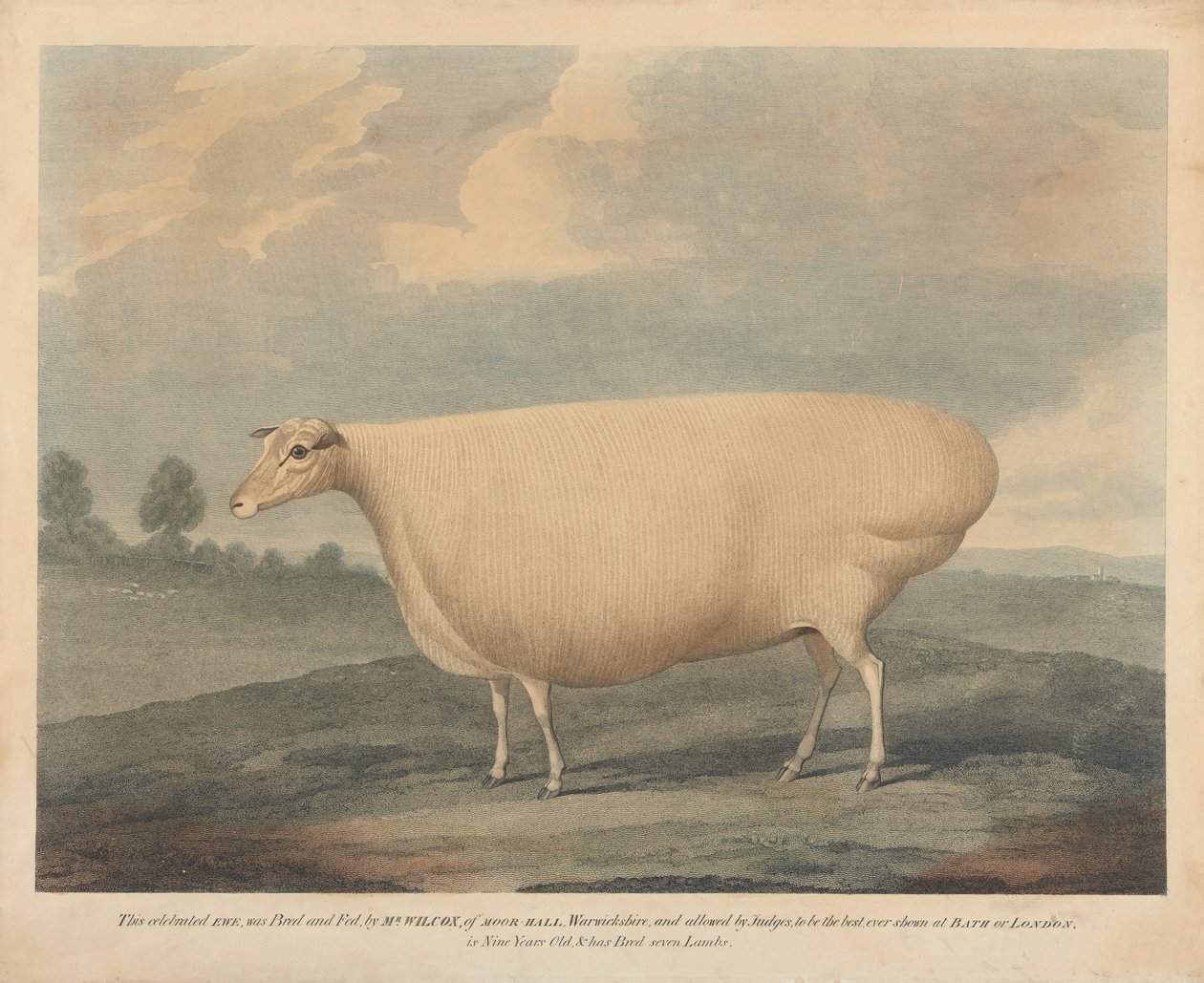 Diese berühmte Ewe wurde von Mr. Wilcox gezüchtet und gefüttert von Unknown artist
