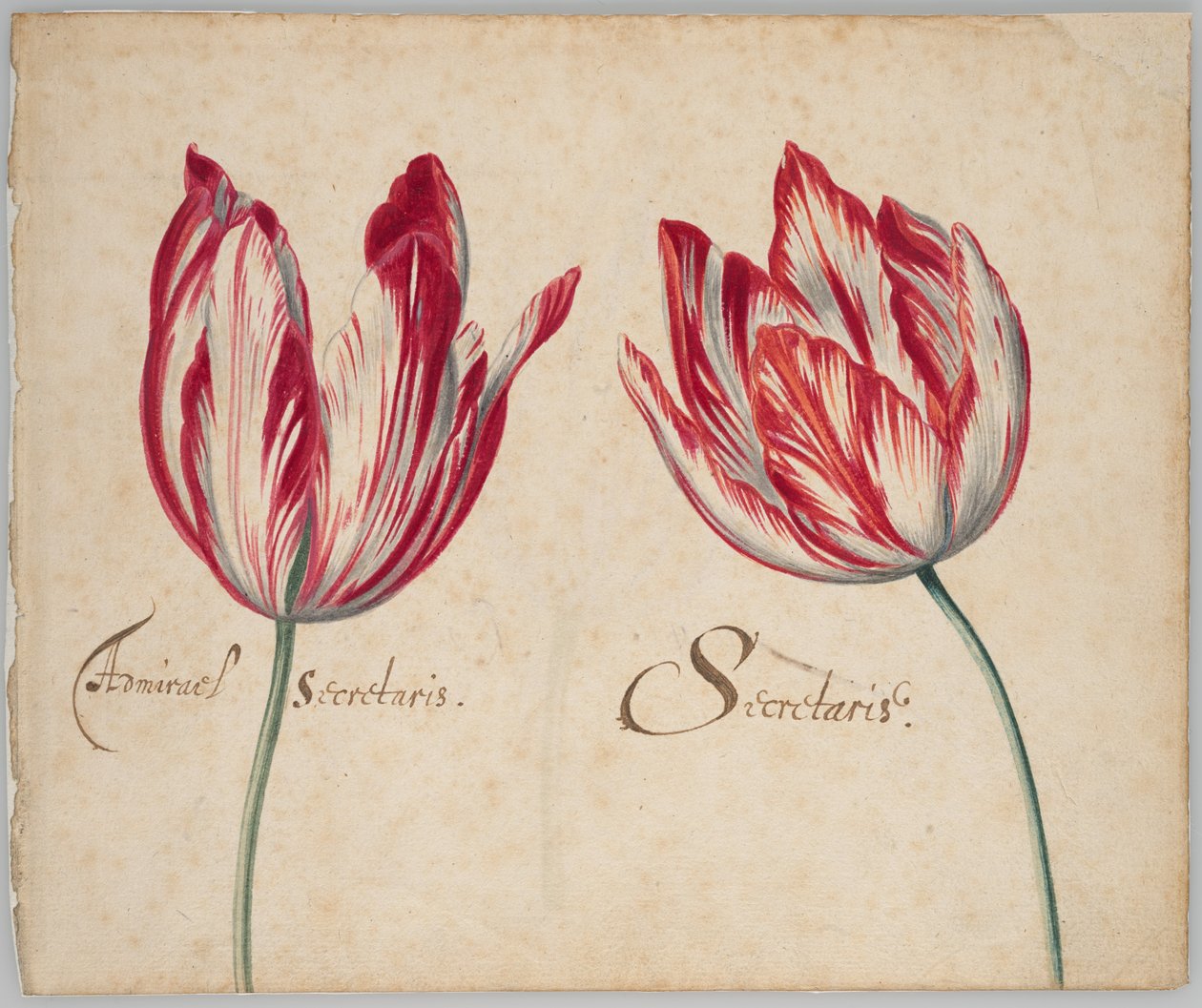 Zwei Tulpen (recto); Eine Tulpe (verso) von Unknown artist