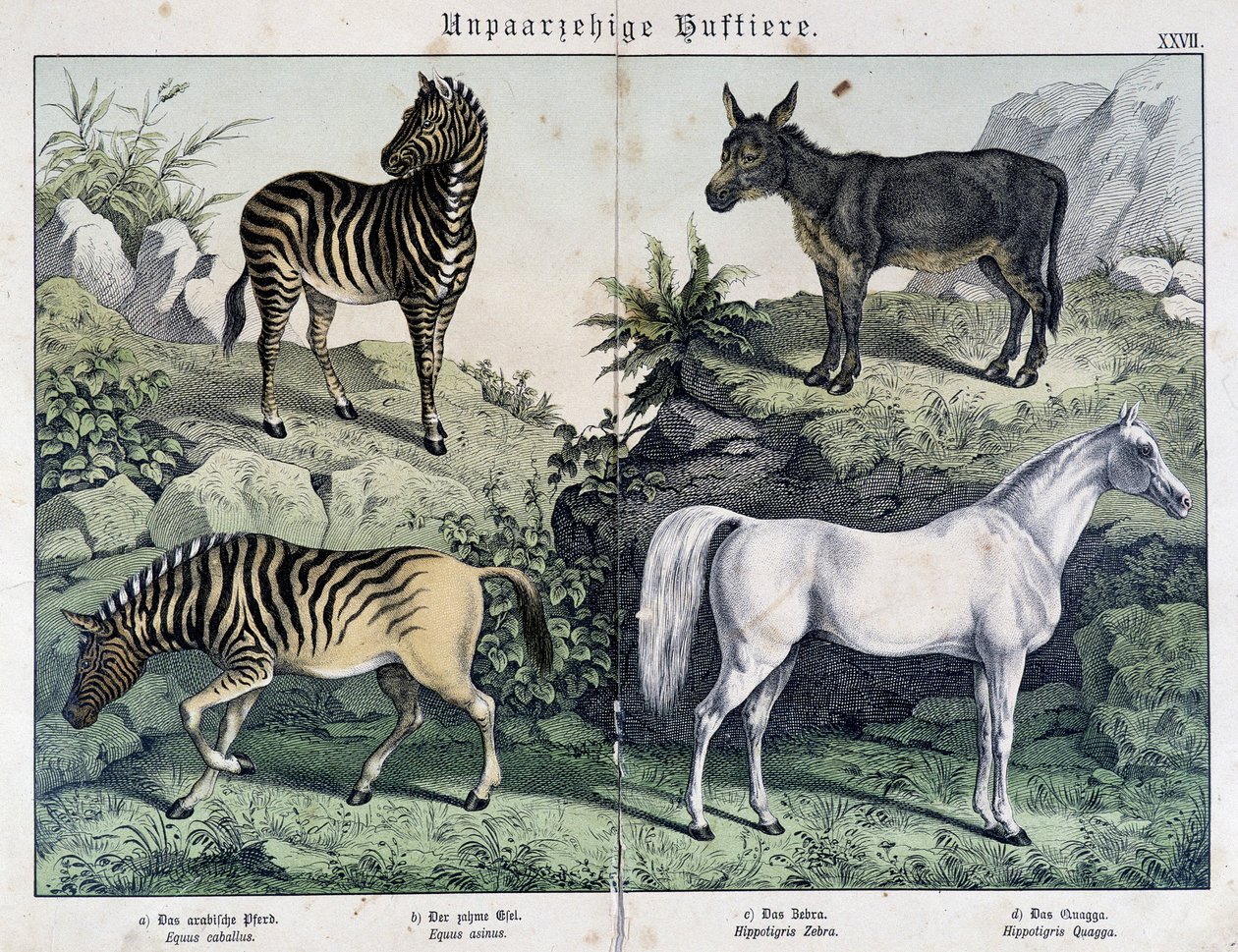 Zebras, Esel und Pferd - in „Histoires naturelles des mammals“, ed. Schreiber von Unknown artist