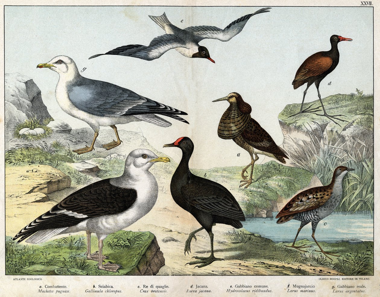 a: Kampfläufer (Machetes pugnax), b: Teichhuhn (Gallinula chloropus), c: Wiesenralle (Crex pratensis), d: Jacana (Parra Jacana), e: Lachmöwe (Hydrocolaeus ridibundus), f: Silbermöwe (Larus marinus), g: Heringsmöwe (Larus argentatus) - In „Natural Hist von Unknown artist