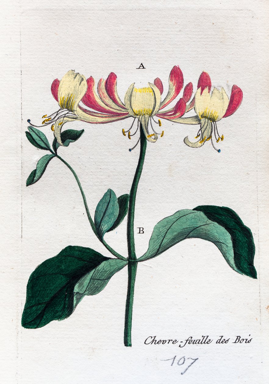 Wilde Geißblatt von Unknown artist
