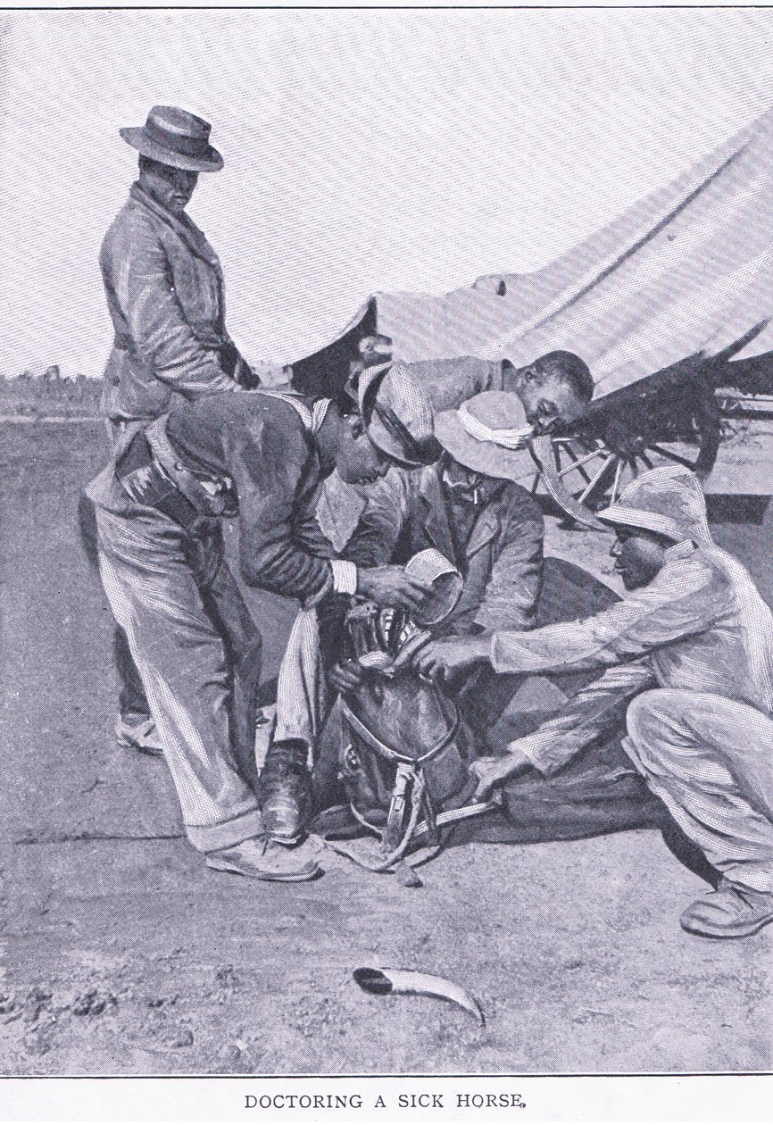 Behandlung eines kranken Pferdes, aus After Pretoria: Der Guerillakrieg, veröffentlicht von Harmsworth Bros Limited von Unknown photographer
