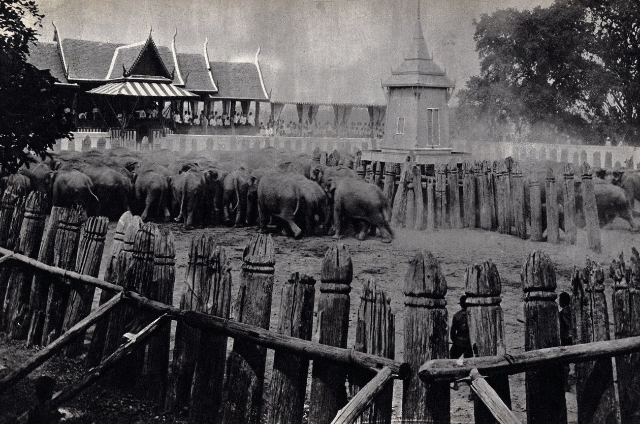 Die königlichen Elefanten von Bangkok von Unknown photographer