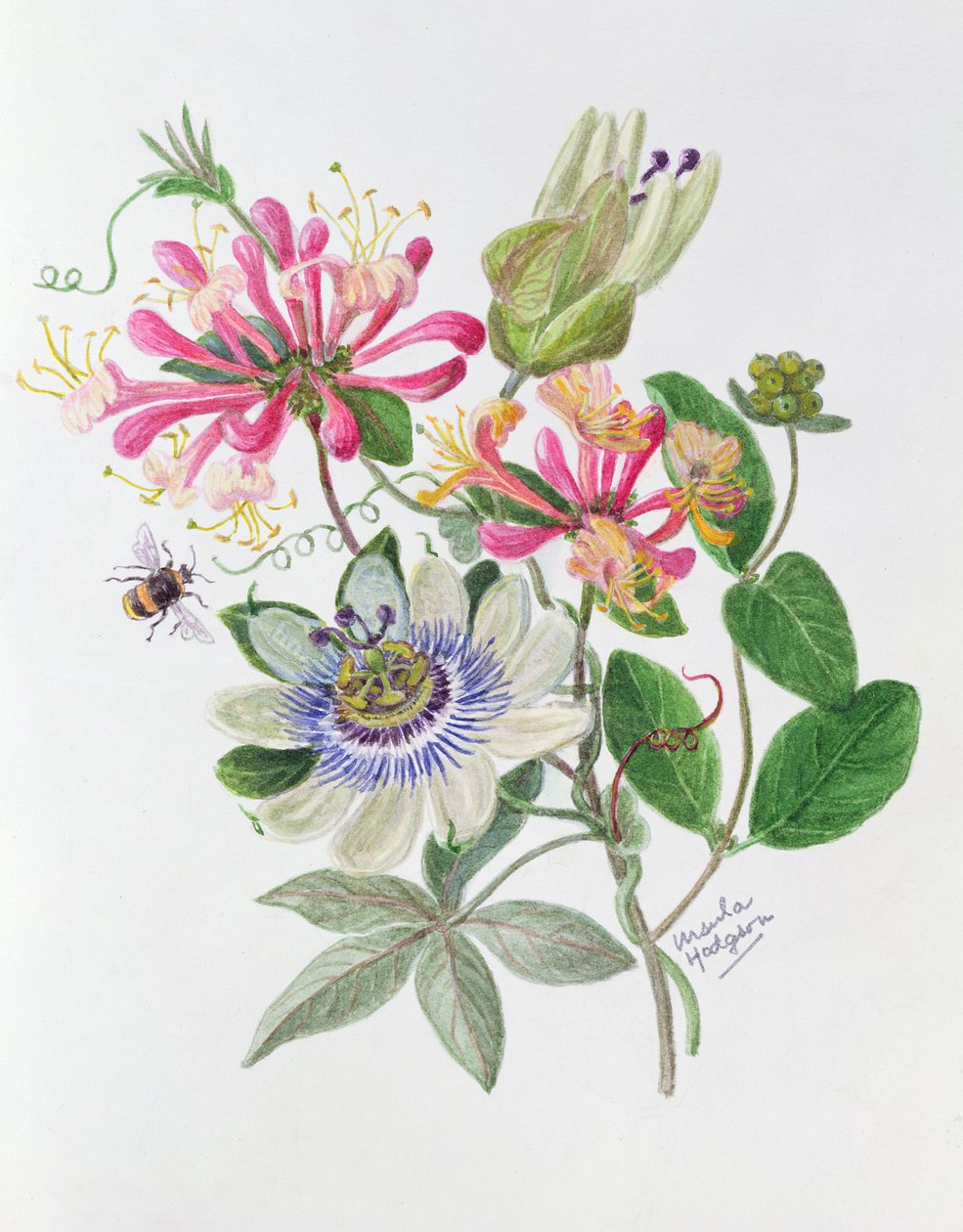 Geißblatt und Passionsblume von Ursula Hodgson