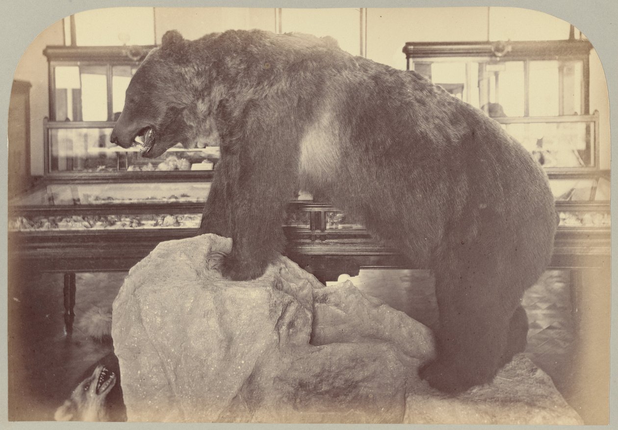 Pl. X. Grizzlybär von Victor Prevost, Gaston L. Feuardent and Co., New York