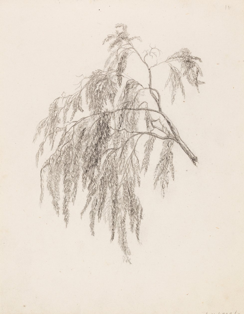 Zweig von Victoria Åberg