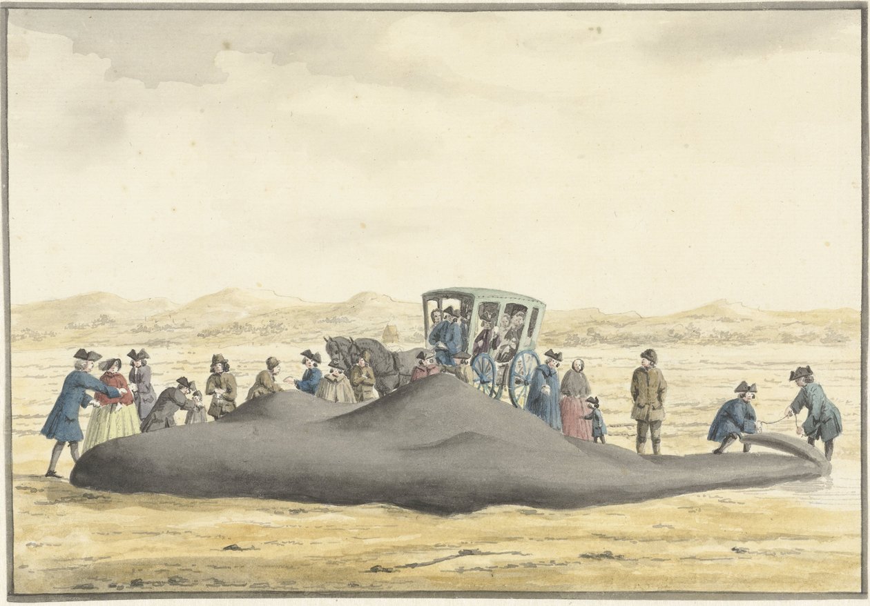 Gestrandeter Pottwal am Strand zwischen Zandvoort und Wijk aan Zee, 20. Februar 1762, von hinten gesehen von Vincent Jansz. van der Vinne
