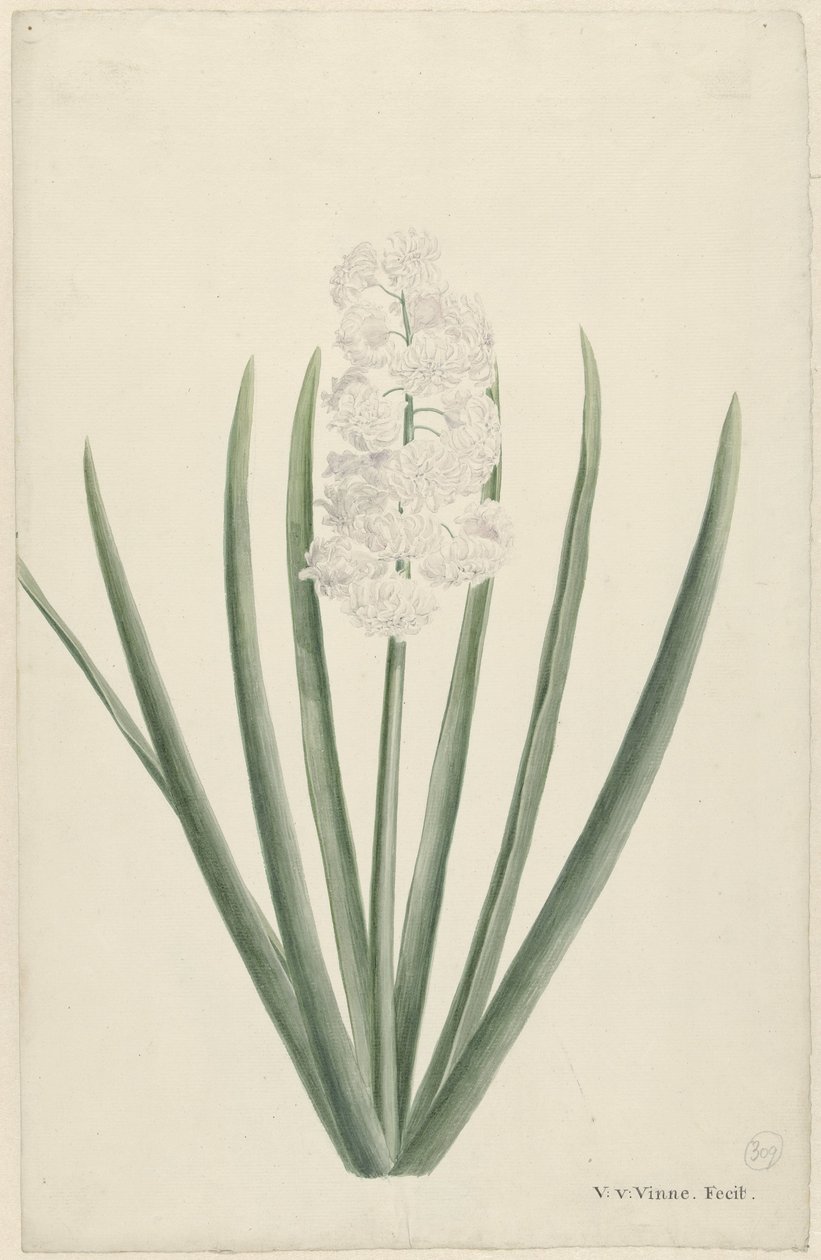 Weiße Hyazinthe von Vincent Jansz. van der Vinne