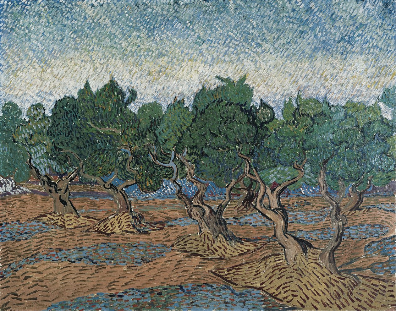 Olivenhain von Vincent van Gogh