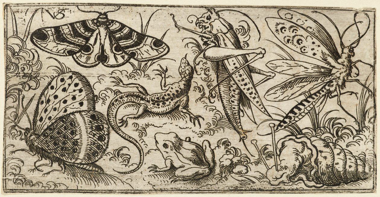 Gruppe von Insekten und Tieren auf einem einfachen Boden mit Gras, 1530 - 1562 von Virgil Solis