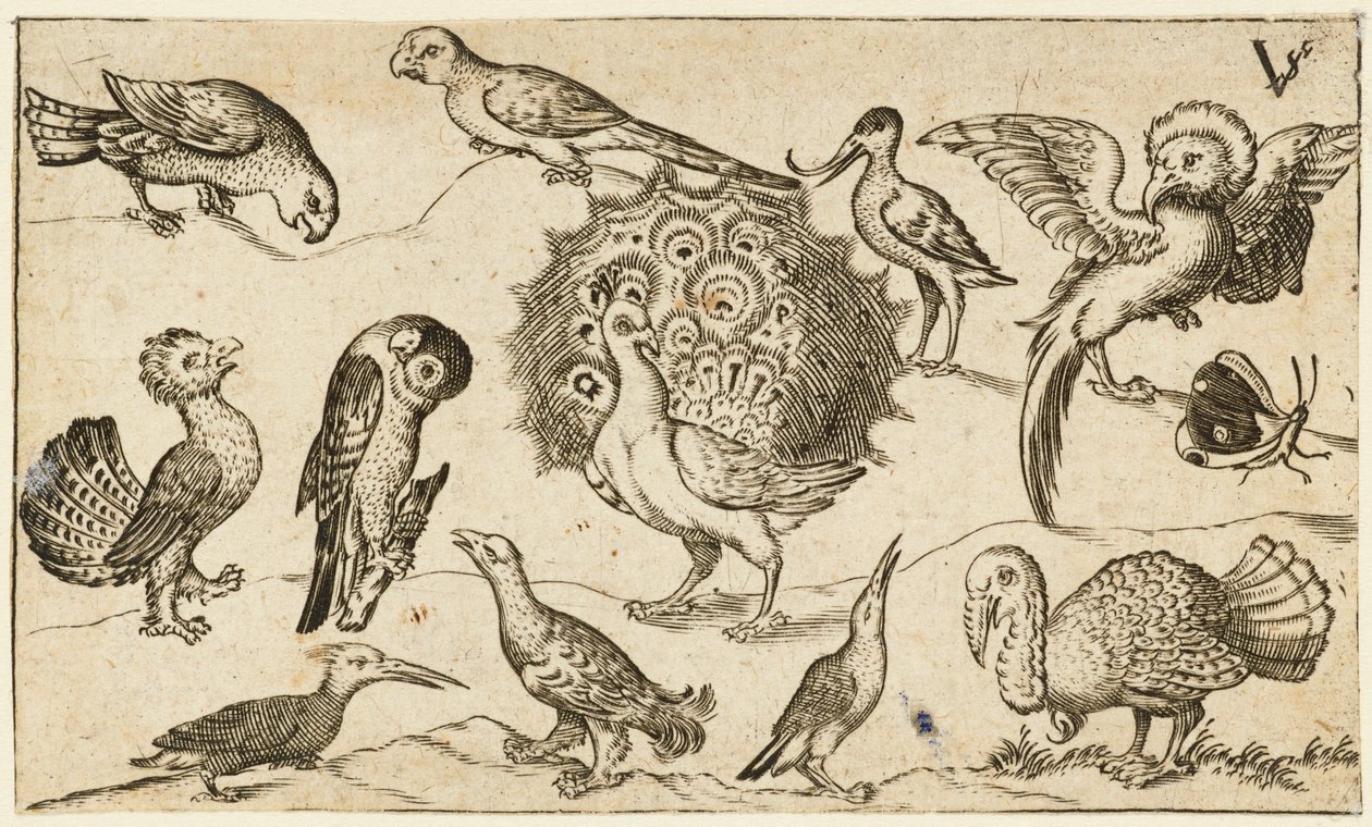 Pfau in der Mitte, umgeben von neun anderen Vögeln, darunter ein Truthahn, und einem Schmetterling von Virgil Solis