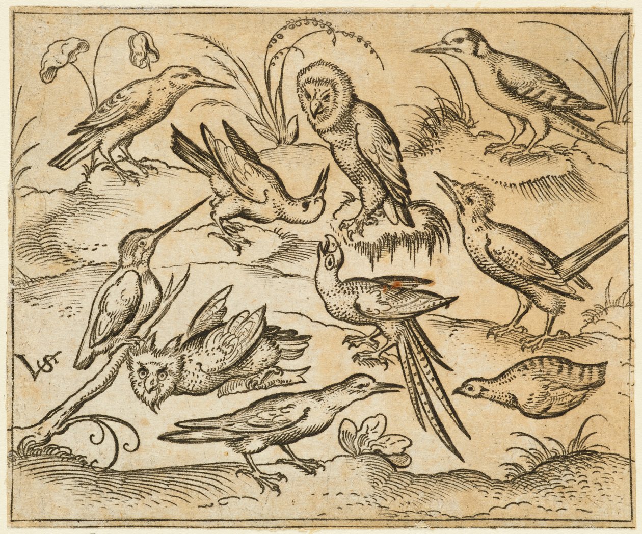 Zehn Vögel, die auf Zweigen und Grasbüscheln sitzen, darunter zwei Eulen und ein Vogel, 1557 von Virgil Solis
