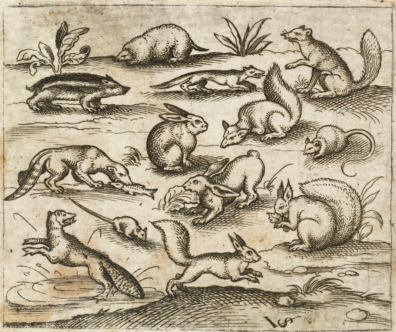 Gruppe kleiner Waldtiere, die um einen Teich herum fressen und herumlaufen, darunter Mäuse, Kaninchen, Eichhörnchen, Waschbär, Murmeltier, Frettchen, Marder und Dachs, aus Douce Ornament Prints Album I von Virgilius the elder (after) Solis