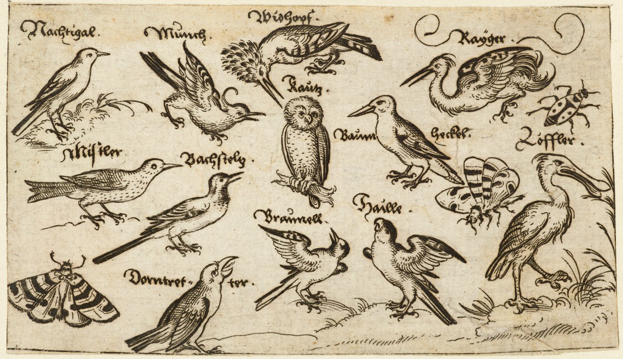 Zwölf Vogelarten, darunter eine Eule und ein Pelikan, einzeln beschriftet und auf minimalem Grund positioniert, umgeben von einer Motte, einem Schmetterling und einem Marienkäfer, aus Douce Ornament Prints Album I von Virgilius the elder (after) Solis