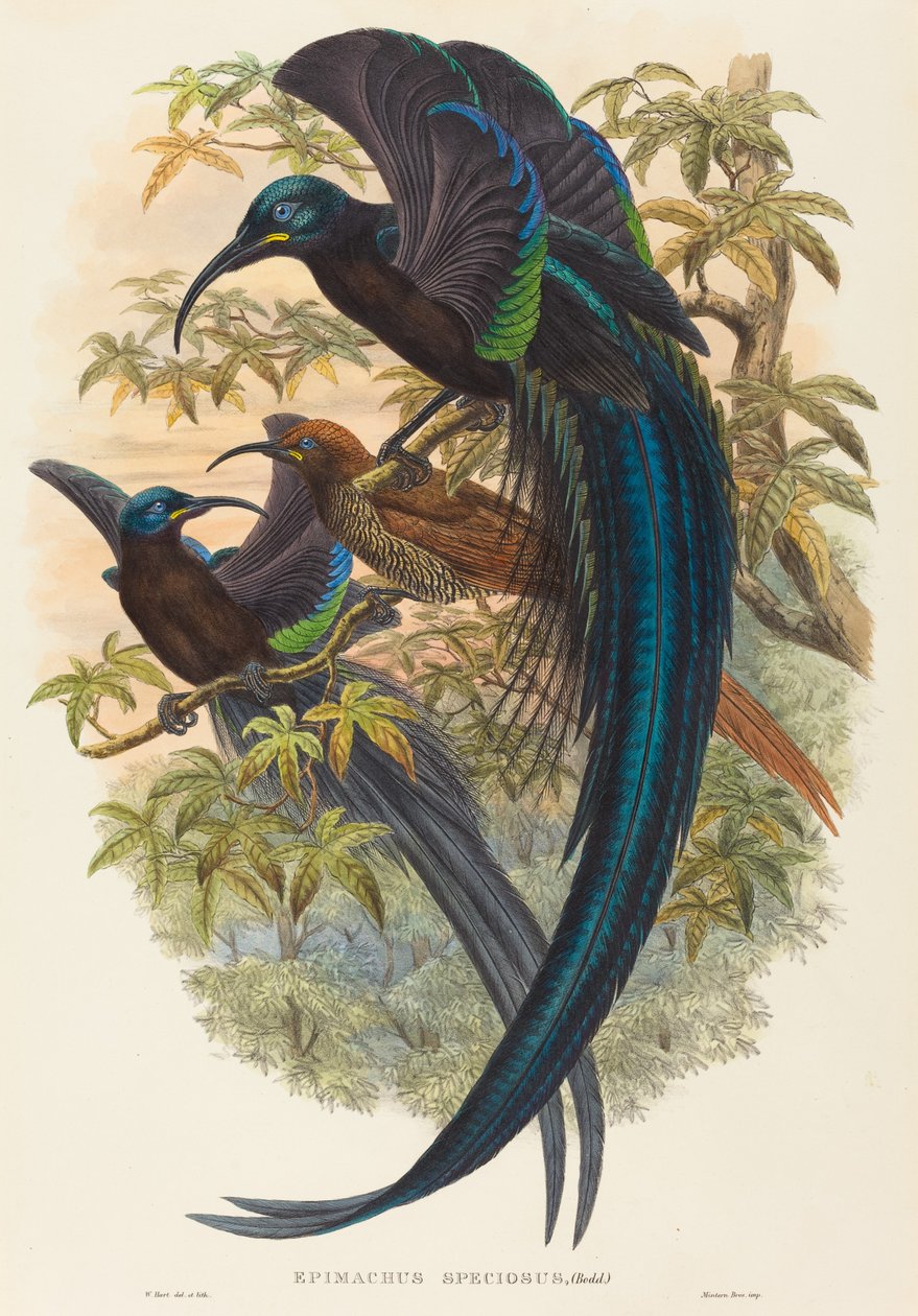 Epimachus speciosus (Sichelschnabel-Paradiesvogel) von W. Hart