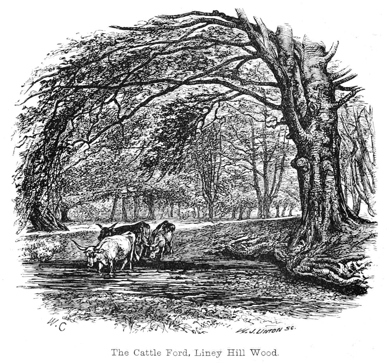 Die Viehfurt, Liney Hill Wood von Walter Crane