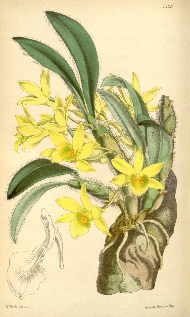 Illustration von Dendrobium senile von Walter Hood Fitch