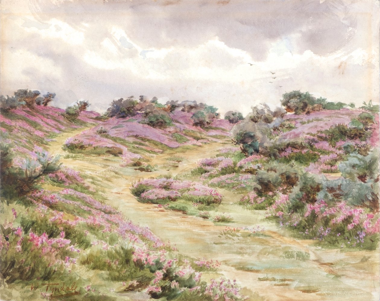Glockenheide auf Setley Plain
