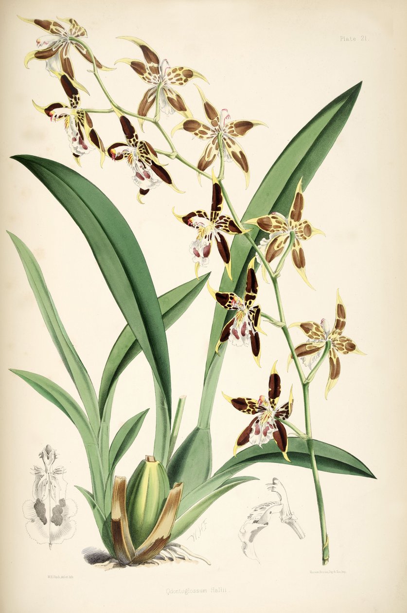Odontoglossum hallii von Walter Hood Fitch