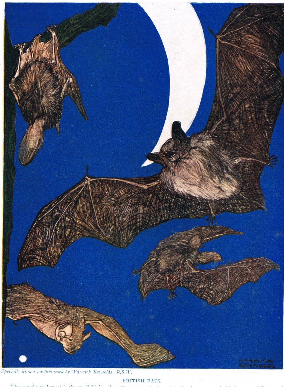 Britische Fledermäuse, Illustration aus 
