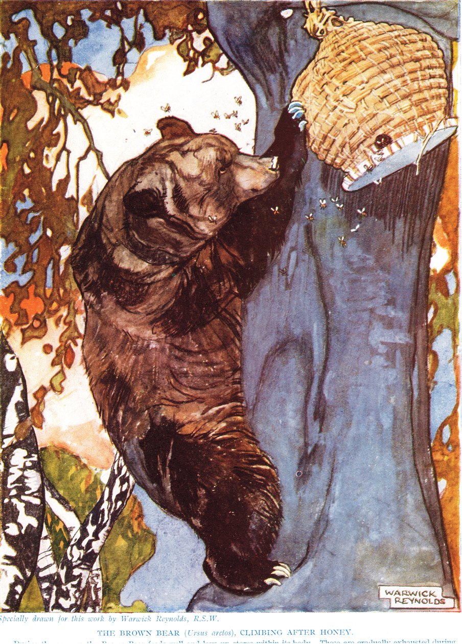 Der Braunbär (Ursus arctos), klettert nach Honig, Illustration aus 