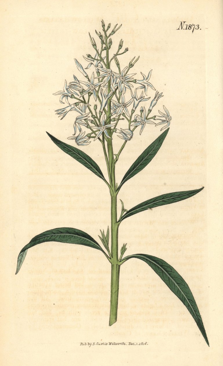 Blaue Amsonie - Amsonia tabernaemontana var. salicifolia (Weidenblättrige Amsonie, Amsonia salicifolia). Handkolorierter botanischer Stich von Weddell aus John Sims