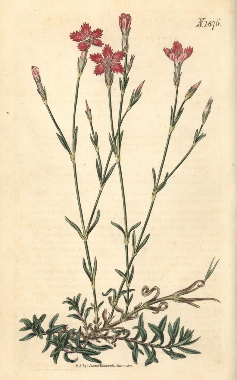 Feldnelke - Feldpink, Dianthus campestris. Handkolorierter botanischer Stich von Weddell aus John Sims