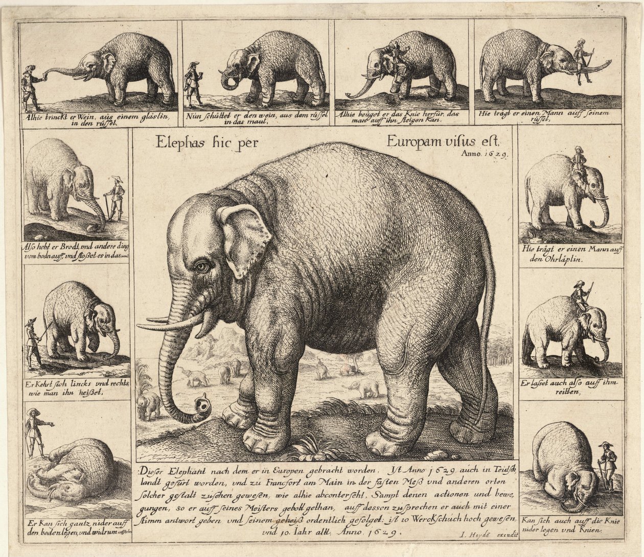 Der zahme Elefant von Wenceslaus Hollar