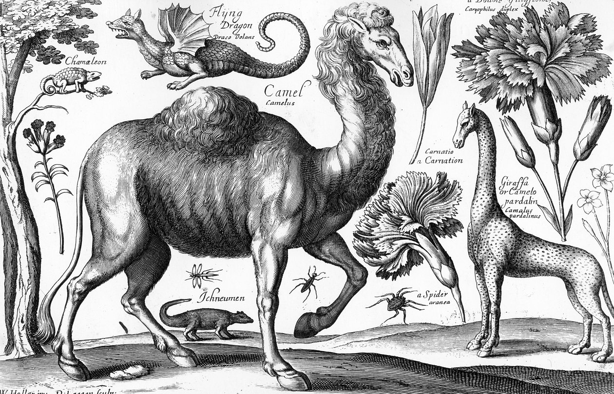 Animalium, Ferarum et Bestiarum, graviert von David Loggan von Wenceslaus (after) Hollar