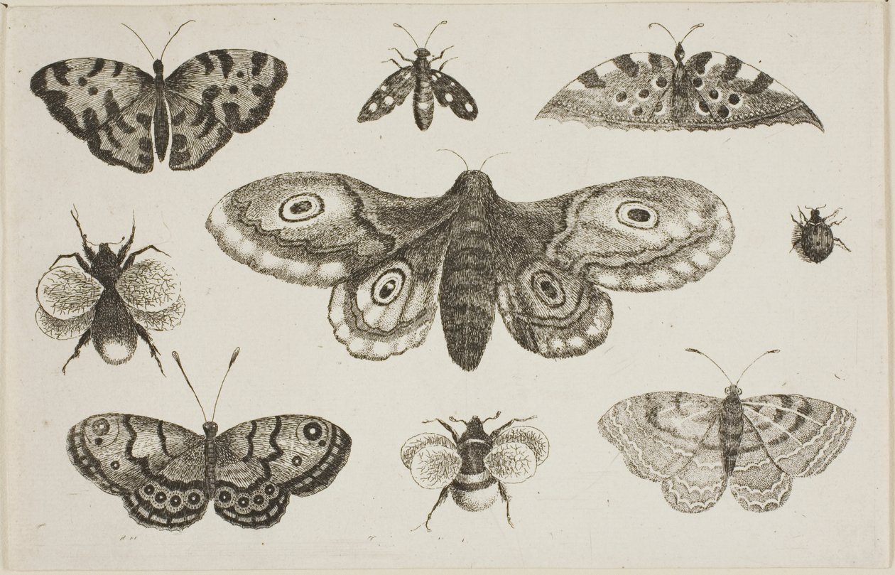 Eine Motte, Schmetterlinge und Bienen von Wenceslaus Hollar