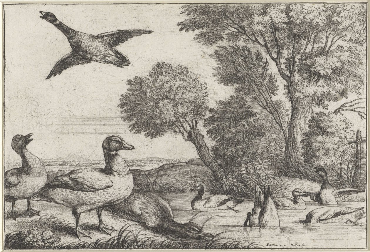 Enten von Wenceslaus Hollar